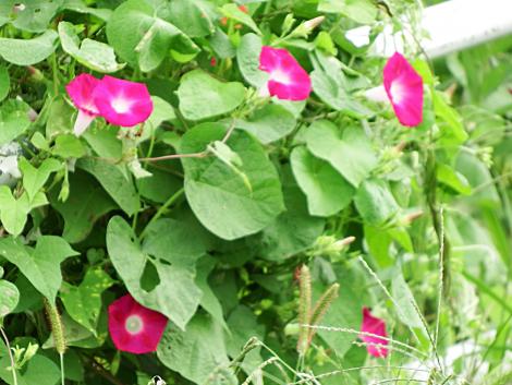 マルバアサガオ