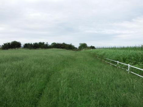 淀川河川公園大淀野草地区