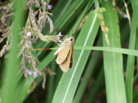 チャバネセセリ