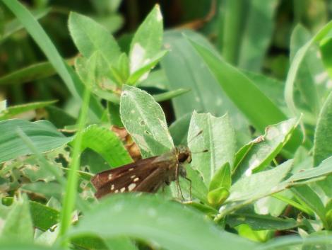 イチモンジセセリ