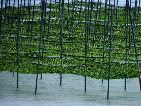 青さ海苔の養殖
