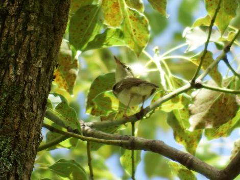 センダイムシクイ