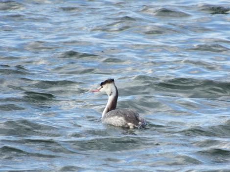 カンムリカイツブリ