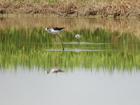 セイタカシギとコアオアシシギ