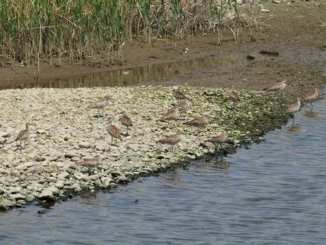 チュウシャクシギ