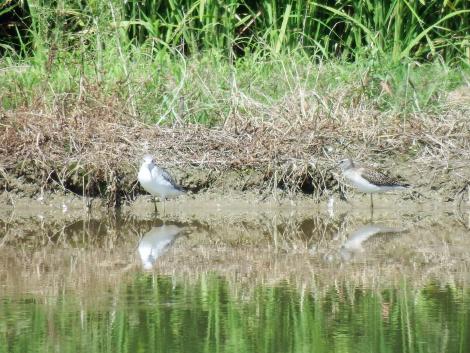 コアオアシシギ