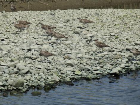 チュウシャクシギ