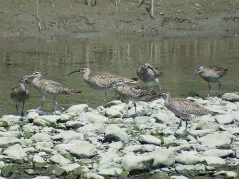 チュウシャクシギ