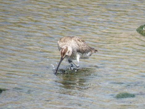 チュウシャクシギ