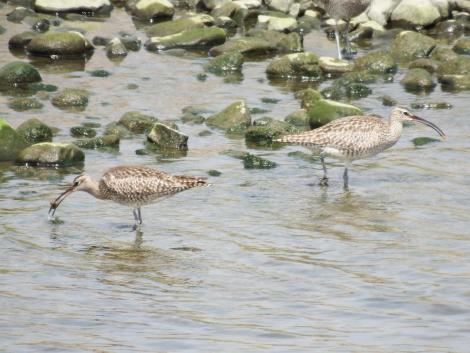 チュウシャクシギ