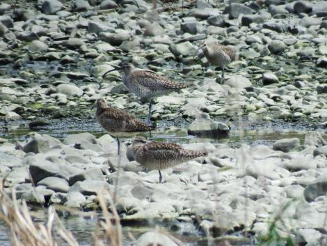 チュウシャクシギ