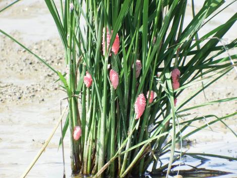 スクミリンゴガイ