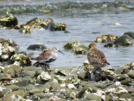 ダイゼン、ハマシギ