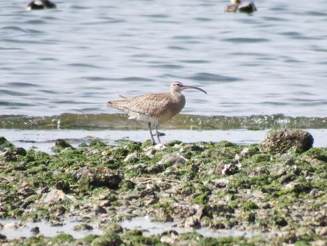 チュウシャクシギ