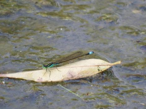 アオモンイトトンボ