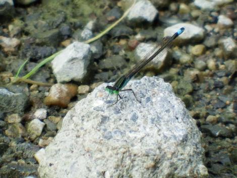 アオモンイトトンボ