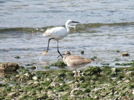 チュウシャクシギとダイサギ