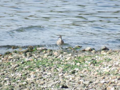 チュウシャクシギ