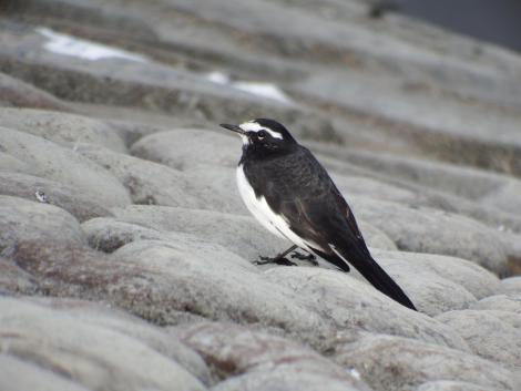 セグロセキレイ