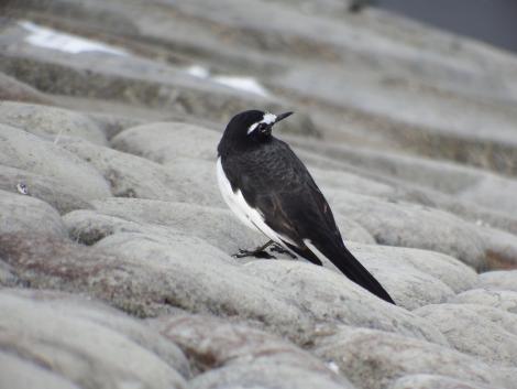 セグロセキレイ