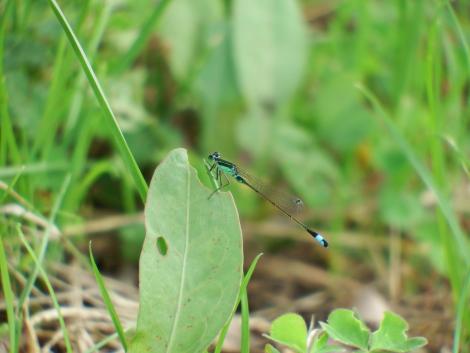 アオモンイトトンボ