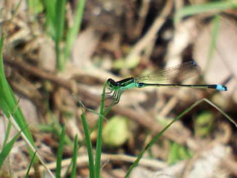 アオモンイトトンボ