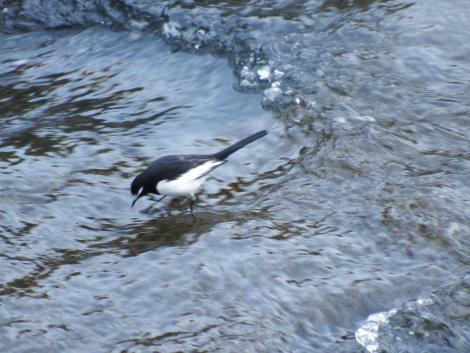 セグロセキレイ