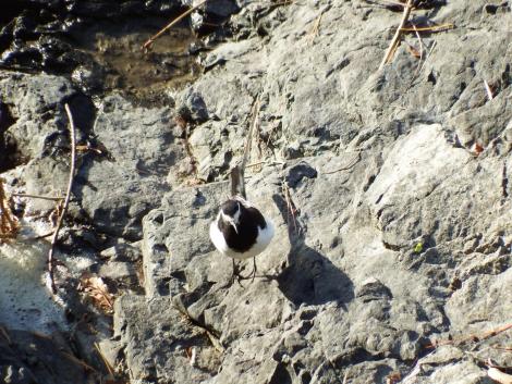 セグロセキレイ