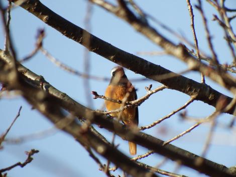 ジョウビタキ♂