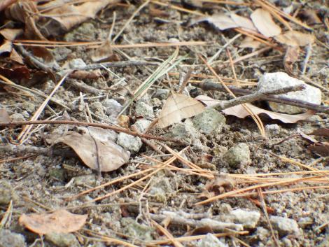 クロスジフユエダシャク