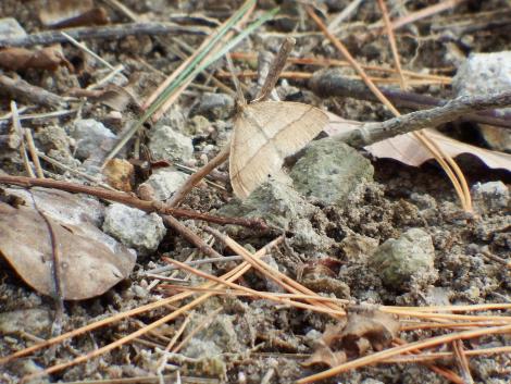 クロスジフユエダシャク