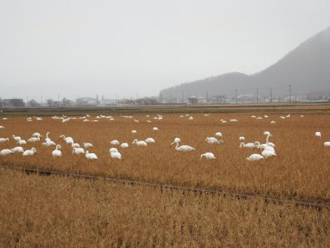 コハクチョウ、オオハクチョウ