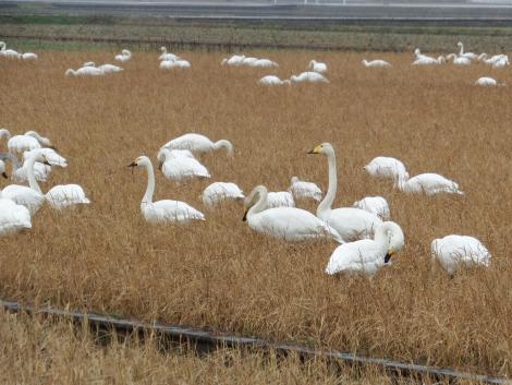 コハクチョウ、オオハクチョウ