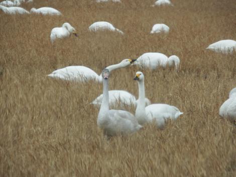 オオハクチョウの幼鳥