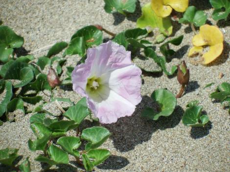 ハマヒルガオ