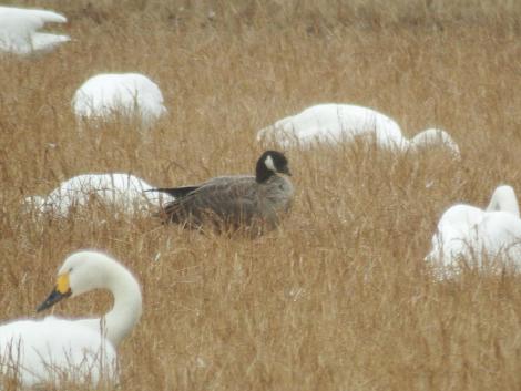 シジュウカラガン