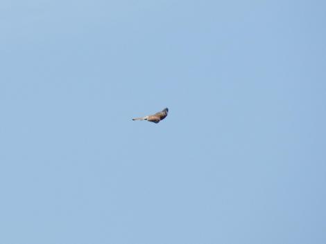 チョウゲンボウ