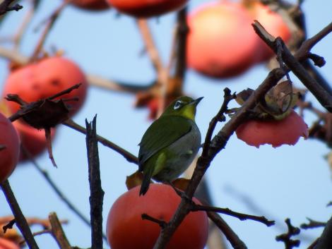 柿をついばむメジロ