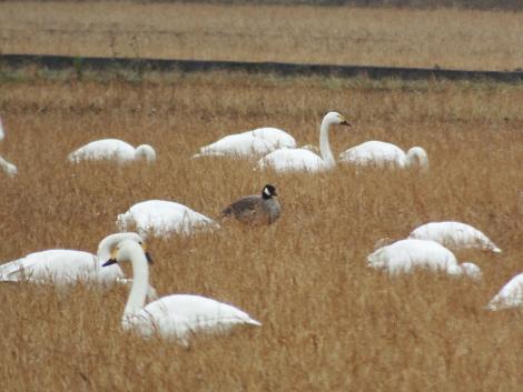 シジュウカラガン