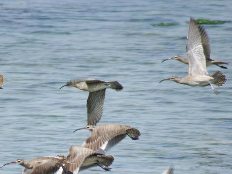 チュウシャクシギ