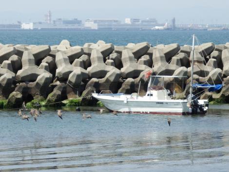 チュウシャクシギ