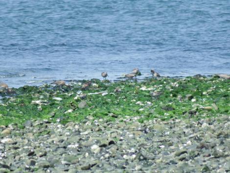 チュウシャクシギ