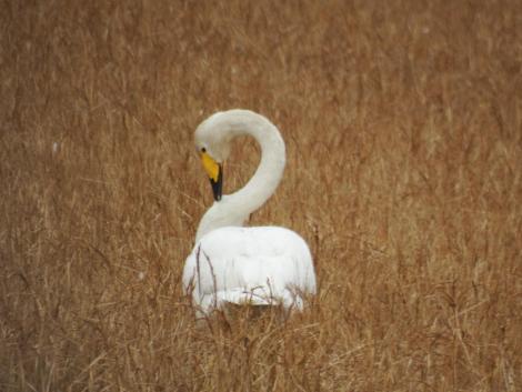 オオハクチョウ