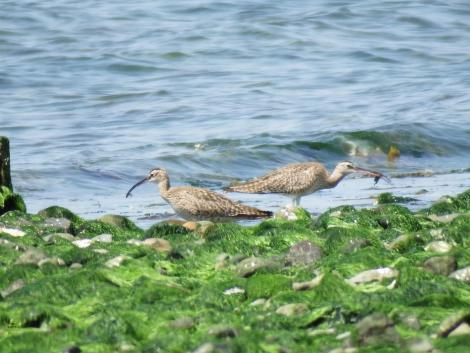 チュウシャクシギ