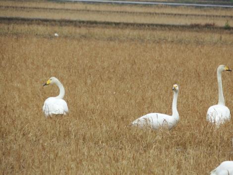 オオハクチョウ