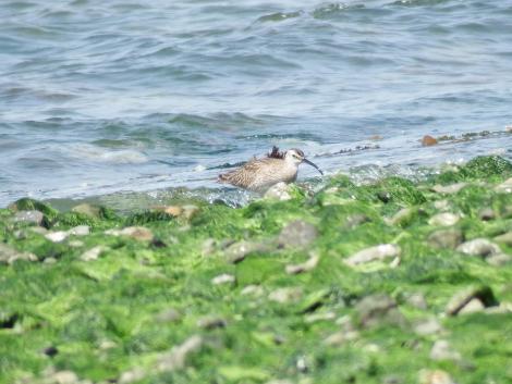 チュウシャクシギ