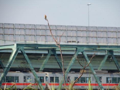 山陽5000系阪神直通特急とノビタキ
