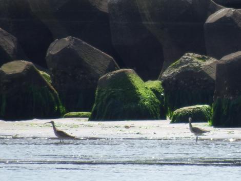 チュウシャクシギ