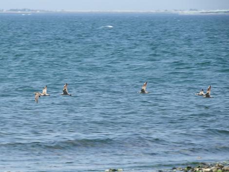 チュウシャクシギ