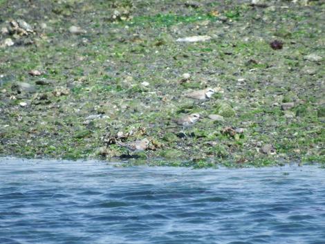 シロチドリとトウネン